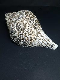 thumb1-Conch shell-21794