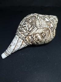 thumb2-Conch shell-21794