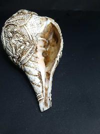 thumb4-Conch shell-21794
