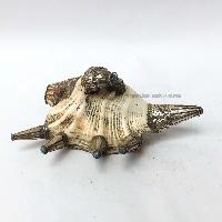 thumb1-Conch shell-23389