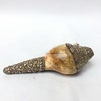 thumb3-Conch shell-23390