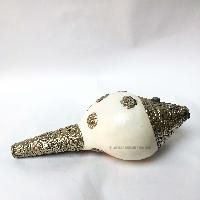thumb3-Conch shell-23392