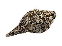 thumb1-Conch Shell-34107