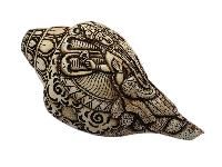 thumb3-Conch Shell-34107