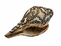 thumb4-Conch Shell-34107