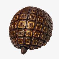 thumb2-Tortoise-34593