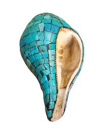 thumb2-Conch Shell-34716