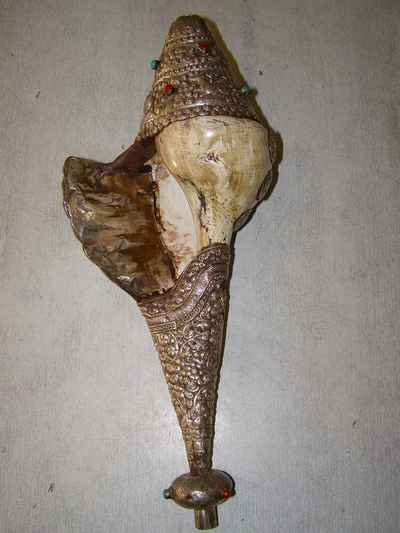 thumb2-Conch shell-4498